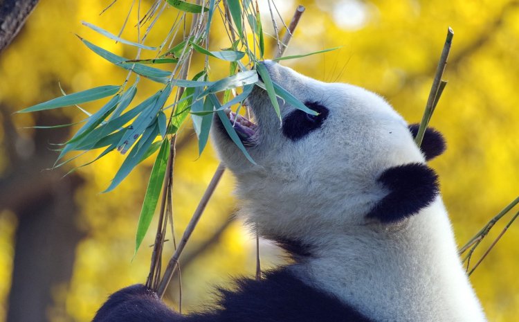 Имена пандам-близнецам в Южной Корее выбрали посетители зоопарка