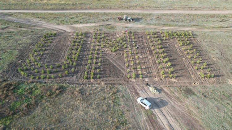 Павлодарда облысында  UМІТ жазуы бар геоглиф отырғызылды