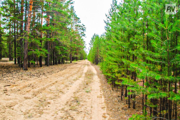 Павлодар облысында тек қана қарағай ағаштары отырғызылуда