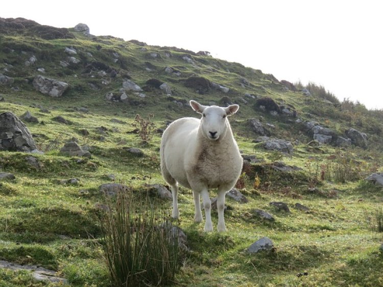 В Шотландии запланировали операцию по спасению овцы