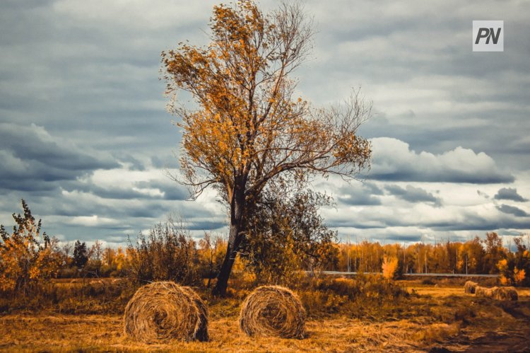 1 қараша күні Павлодар облысында тұман, көктайғақ күтіледі