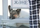 Павлодарлық еріктілер қаңғыбас жануарларға арналған панажай салуға қаражат жинауда