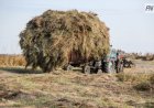 Павлодарские фермеры не снизили темп заготовки кормов