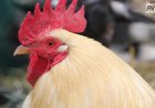 Ақсудағы құс фабрикасы өндіріс көлемін арттырады