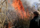Үш күнде «Ертіс орманында» оннан астам өрт шықты