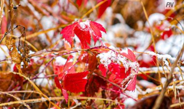 Дождь и снег пройдут в Павлодарской области 1 ноября