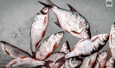 Екібастұз тұрғынының көлігінен үш центнерге жуық мөңке балығы тәркіленді (ВИДЕО)