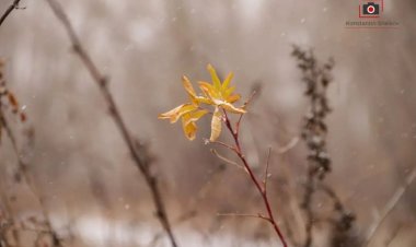 Туман и снег: погода в Павлодарской области 2 ноября