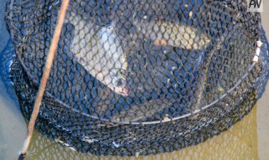 Ақсуда заңсыз балық аулаған тұрғын ұсталды