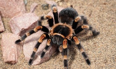 Тарантул спровоцировал аварию в национальном парке США