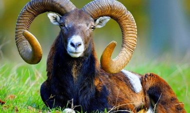 Архары в Павлодарской области стали меньше стрессовать