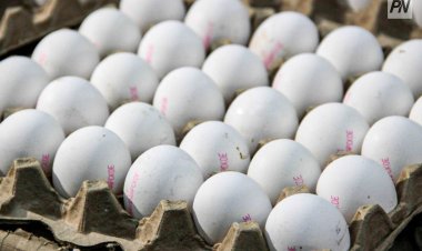 Павлодар облысында жұмыртқа бағасы өсті