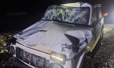 Павлодар ауданында қараусыз жайылған жылқы жол апатына себепші болды