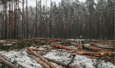 Орманды заңсыз отаған шарбақтылықтың бас бостандығы шектелді