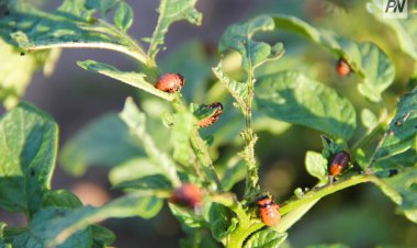 Эпидемиологи будут выдавать лицензии на дезинфекцию фирмам Павлодара