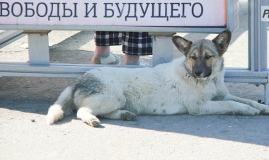Осторожно, добрая собака: в Павлодаре начали метить бродячих животных