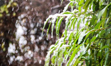 Дождь со снегом ожидают в Павлодарской области 10 ноября