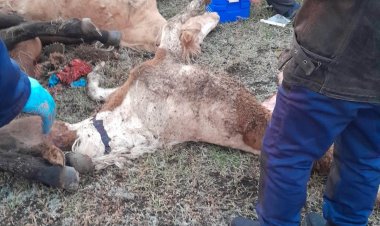 Павлодар ауданында жаппай қырылған жылқылардан сынама алынды