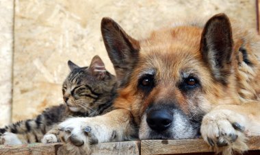 Акцию по защите животных провели юные павлодарские экологи