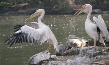 Екібастұз кеншілері Қызыл кітапқа енген құсты құтқарды
