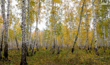 Павлодар облысында ерекше қорғалатын аумаққа заңсыз кіргендерге айыппұл салынады