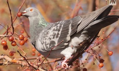 15 ноября в Павлодарской области будет без осадков