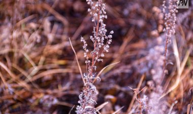 16 қарашада Павлодар облысында жауын-шашын күтілмейді