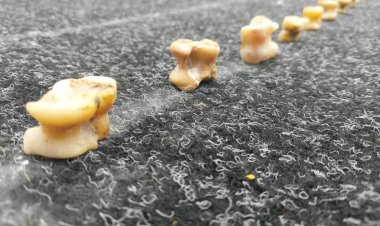 Павлодарда бес күндік«Алтын сақа» спорттық олимпиадасы басталды