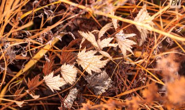 Дождь ожидают в Павлодарской области 17 ноября