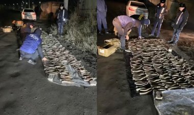 Павлодар облысының тұрғынынан екі миллиард теңгелік киік мүйіздері табылды