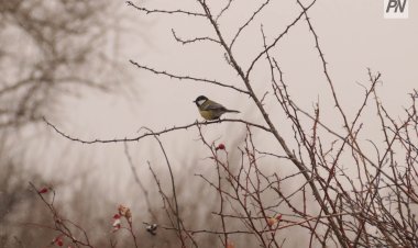 21 ноября в Павлодарской области будет туманно