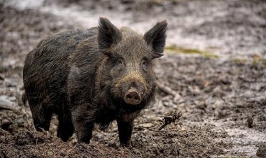 В США готовятся к нашествию диких свиней