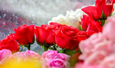 Келесі жылы Павлодар көшелерінде көпжылдық раушан мен ирис гүлдейтін болады