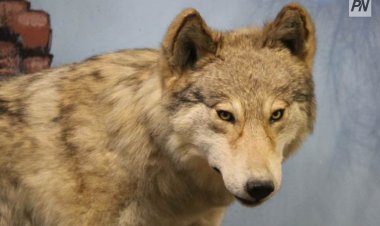 Волки вернулись в пригород Павлодара спустя 40 лет
