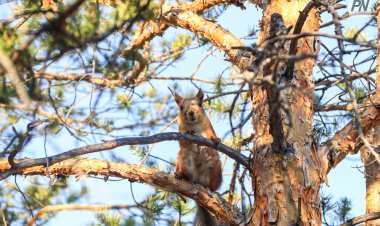 Павлодарские лесники рассказали школьникам о редких животных