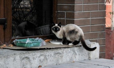 Павлодарда мысығының үстіне сірке суын төккен тұрғынға айыппұл салынды