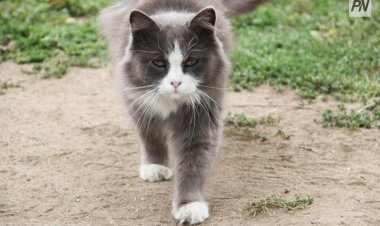 В Великобритании кошка может стать рекордсменом по долголетию