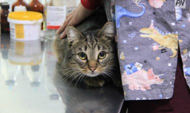 Павлодарлық еріктілер көмек сұрауда