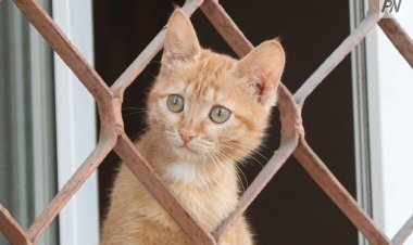 Герои не носят плащи: как в Павлодаре помочь бездомным животным