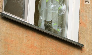 Итальянцы смогут брать отпуск по уходу за животными