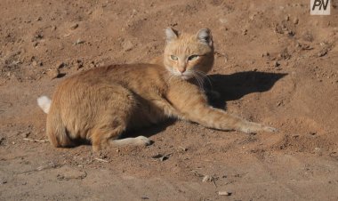 Из пневматического ружья расстреляли в Аксу кота