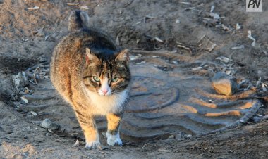 В Сингапуре ввели курсы для владельцев кошек и собак