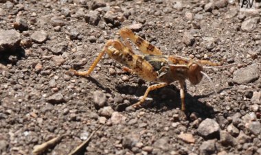 В нацпарке Баянаула попросили не собирать ягоды