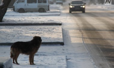 Павлодарцам напомнили правила выгула собак и кошек