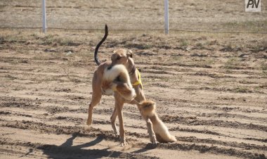 Аңға шыққан тазы: Павлодарлық жас суретшілер арасында байқау өтеді