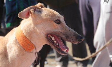 Агрессивті ит: Павлодарда үй жануарының иесі жауапқа тартылды