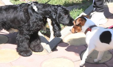 В Европе выпустили люксовый парфюм для собак