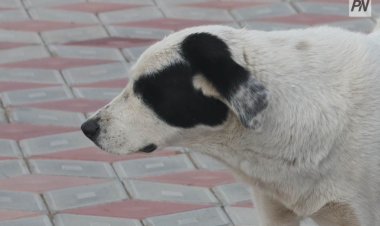 В Павлодаре оштрафовали владельца алабая, гулявшего без намордника
