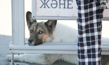 Екібастұзда полицейлер иттің өліміне қатысты тексеріс ашты