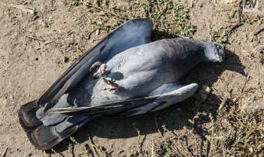 Павлодар облысының бірқатар ауданында құстардың жаппай өлімі тіркелді